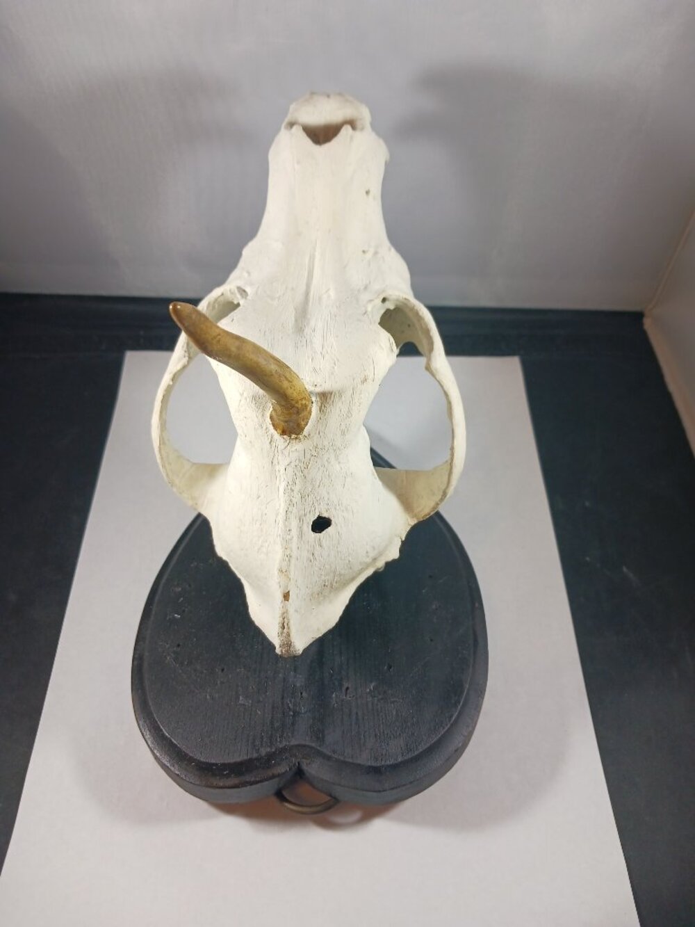 Mounted Muntjac Deer Skull - Picture 4 of 9